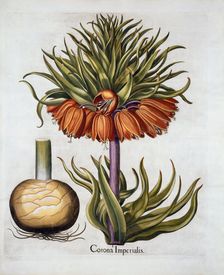 Crown Imperial called Fritillaria, from Hortus Eystettensis by Basil Besler (1561-1629) pub. 1613