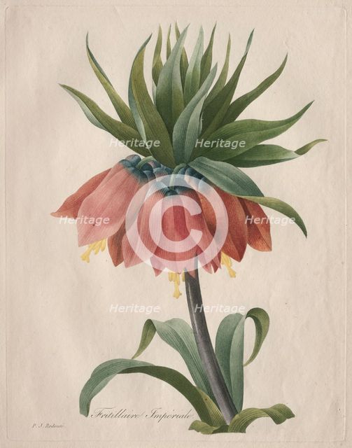Crown Imperial Fritillary, 1827. Creator: Henry Joseph Redouté (French, 1766-1853).