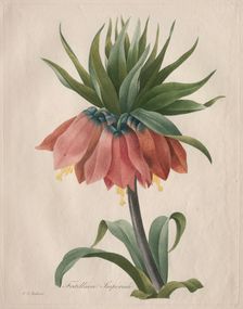 Crown Imperial Fritillary, 1827. Creator: Henry Joseph Redouté (French, 1766-1853)