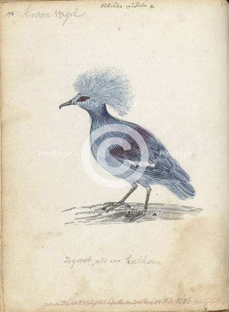 Crowned Pigeon, 1786. Creator: Jan Brandes.