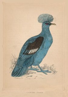 Crowned Pigeon (Goura), c1850, (1856)