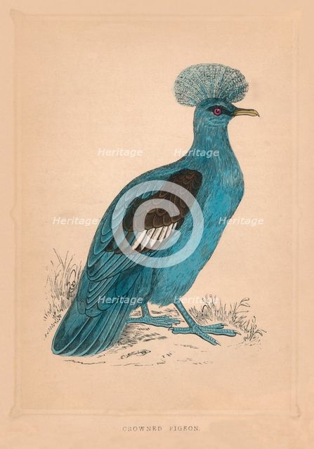 'Crowned Pigeon', (Goura), c1850, (1856). Artist: Unknown.