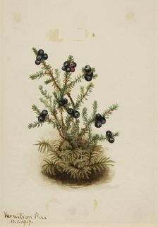 Crowberry (Empetrum nigrum), 1917. Creator: Mary Vaux Walcott