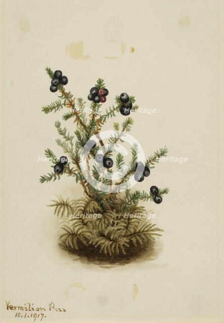 Crowberry (Empetrum nigrum), 1917. Creator: Mary Vaux Walcott.