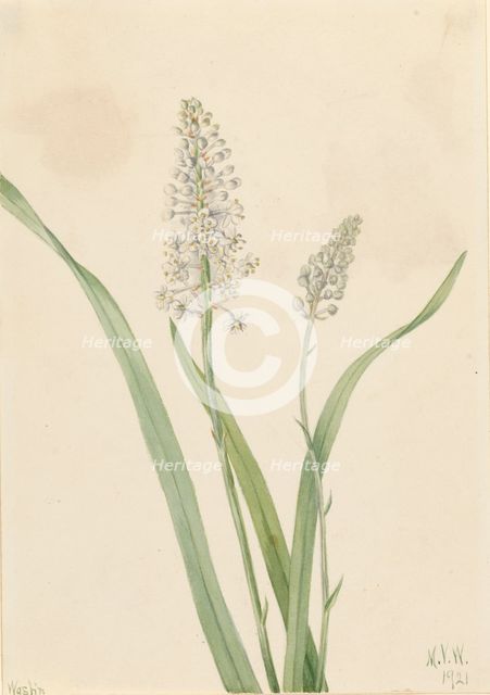 Crowpoison (Chrosperma muscaetoxicum), 1921. Creator: Mary Vaux Walcott.