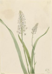 Crowpoison (Chrosperma muscaetoxicum), 1921. Creator: Mary Vaux Walcott