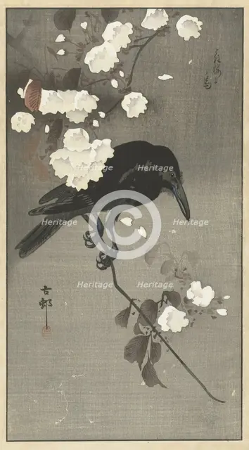 Crow with cherry blossom. Creator: Ohara, Koson (1877-1945).