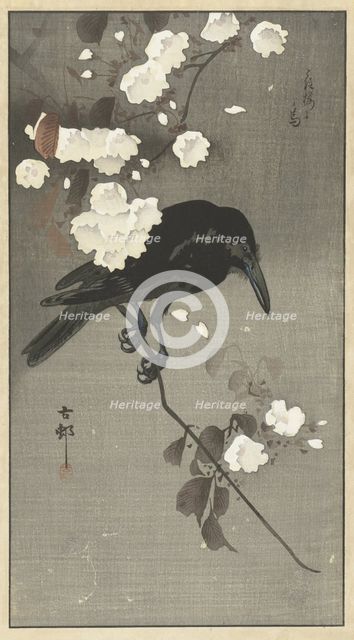 Crow with cherry blossom. Creator: Ohara, Koson (1877-1945).