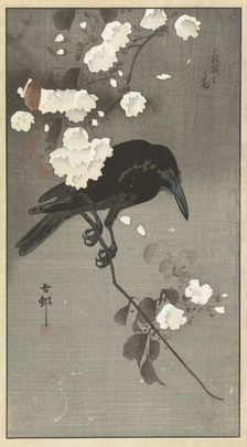 Crow with cherry blossom. Creator: Ohara, Koson (1877-1945)