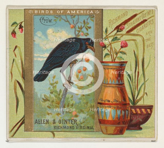 Crow, from the Birds of America series (N37) for Allen & Ginter Cigarettes, 1888. Creator: Allen & Ginter.