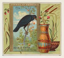Crow, from the Birds of America series (N37) for Allen & Ginter Cigarettes, 1888. Creator: Allen & Ginter