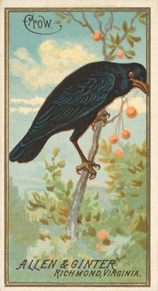 Crow, from the Birds of America series (N4) for Allen & Ginter Cigarettes Brands, 1888. Creator: Allen & Ginter