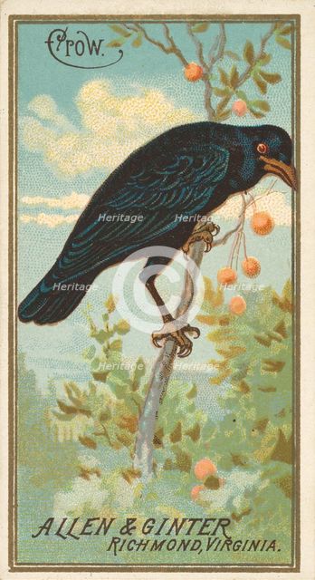 Crow, from the Birds of America series (N4) for Allen & Ginter Cigarettes Brands, 1888. Creator: Allen & Ginter.