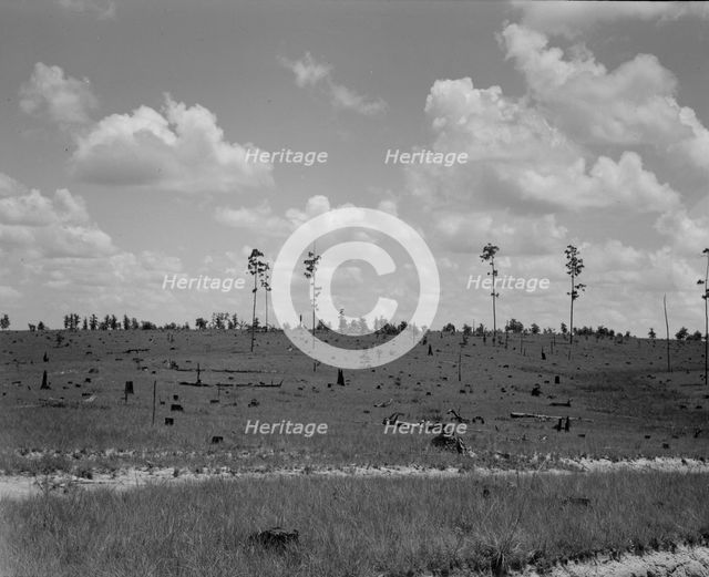 Cut-over long leaf yellow pine forest, Mississippi, 1937. Creator: Dorothea Lange.