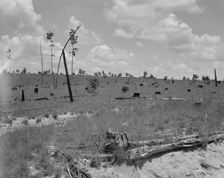 Cut-over long leaf yellow pine forest, Mississippi, 1937. Creator: Dorothea Lange