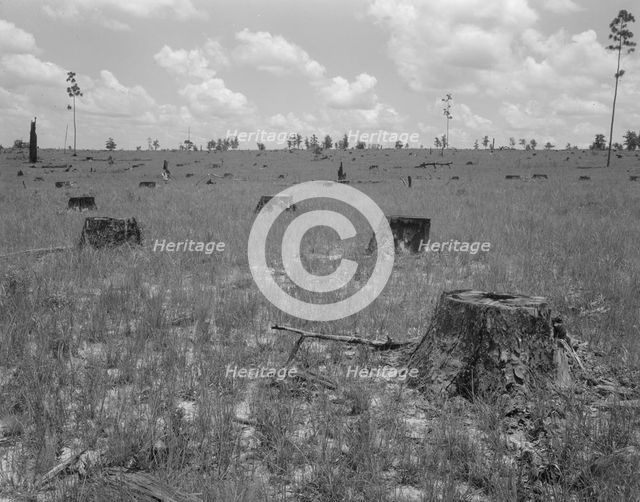 Cut-over long leaf yellow pine forest, Near Kiln, Mississippi, 1937. Creator: Dorothea Lange.