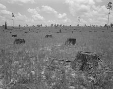 Cut-over long leaf yellow pine forest, Near Kiln, Mississippi, 1937. Creator: Dorothea Lange
