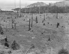 Cut-over land, part of stump ranch, California, Orick, Humboldt County, 1939. Creator: Dorothea Lange