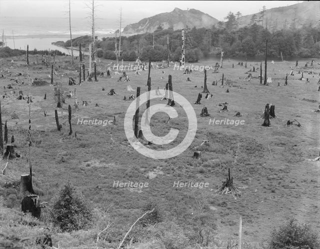 Cut-over land, part of stump ranch, California, Orick, Humboldt County, 1939. Creator: Dorothea Lange.