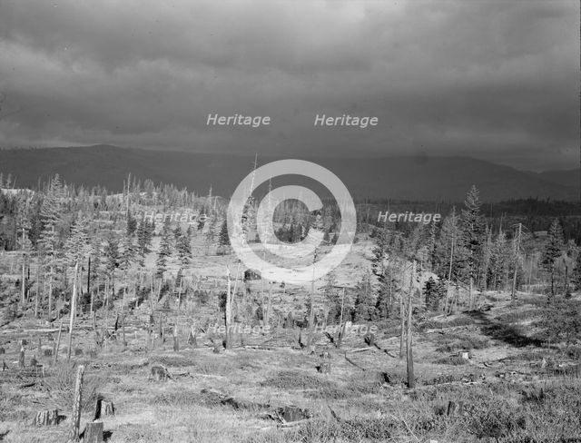 Cut-over landscape, approaching winter rain, showing..., Boundary County, Idaho, 1939. Creator: Dorothea Lange.