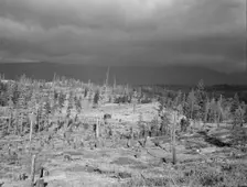 Cut-over landscape, approaching winter rain, showing..., Boundary County, Idaho, 1939. Creator: Dorothea Lange