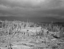 Cut-over landscape, approaching winter rain, showing..., Boundary County, Idaho, 1939. Creator: Dorothea Lange