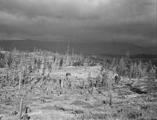 Cut-over landscape, approaching winter rain, showing..., Boundary County, Idaho, 1939. Creator: Dorothea Lange