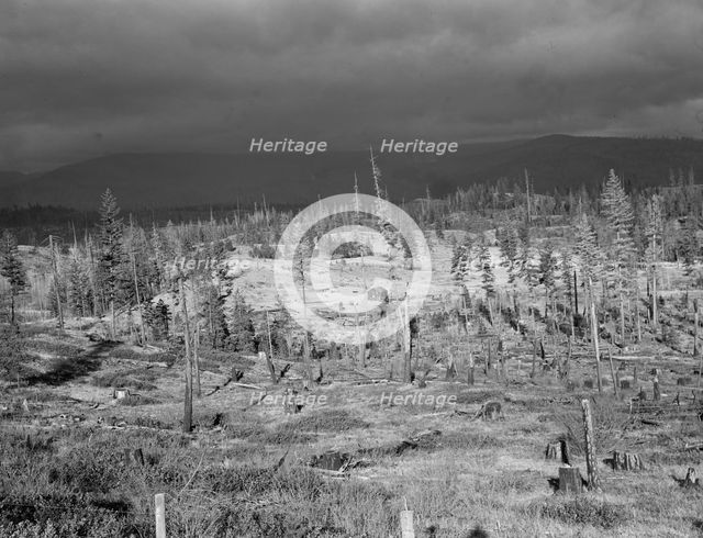 Cut-over landscape, approaching winter rain, showing settler's..., Boundary County, Idaho, 1939. Creator: Dorothea Lange.