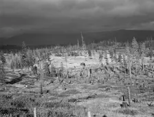 Cut-over landscape, approaching winter rain, showing settler's..., Boundary County, Idaho, 1939. Creator: Dorothea Lange