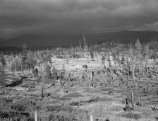 Cut-over landscape, approaching winter rain, showing settler's..., Boundary County, Idaho, 1939. Creator: Dorothea Lange