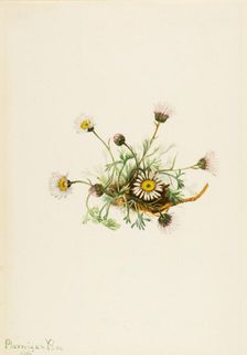 Cut-Leaf Fleabane (Erigeron compositus), 1916. Creator: Mary Vaux Walcott
