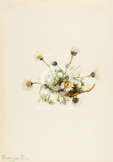 Cut-Leaf Fleabane (Erigeron compositus), 1916. Creator: Mary Vaux Walcott.
