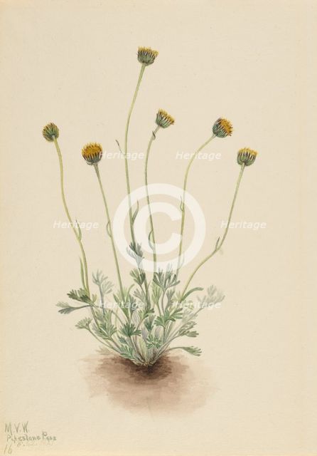 Cut Leaf Fleabane (Erigeron compositus nudus), 1921. Creator: Mary Vaux Walcott.