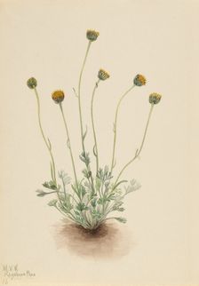 Cut Leaf Fleabane (Erigeron compositus nudus), 1921. Creator: Mary Vaux Walcott