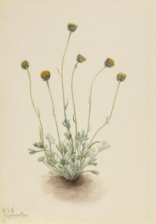 Cut Leaf Fleabane (Erigeron compositus nudus), 1921. Creator: Mary Vaux Walcott