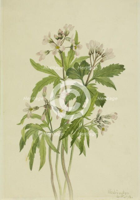 Cut Toothwort (Dentaria laciniata), 1918. Creator: Mary Vaux Walcott.