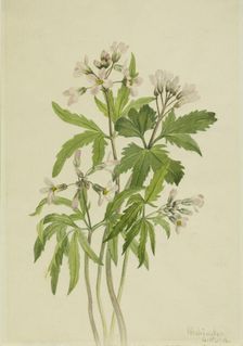 Cut Toothwort (Dentaria laciniata), 1918. Creator: Mary Vaux Walcott