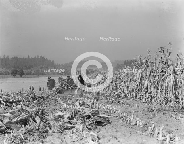 Cutting the corn on the Miller farm near West Carlton, Yamhill County, Oregon, 1939. Creator: Dorothea Lange.