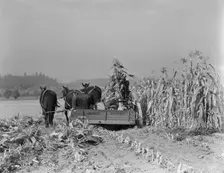 Cutting the corn on the Miller farm near West Carlton, Yamhill County, Oregon, 1939. Creator: Dorothea Lange