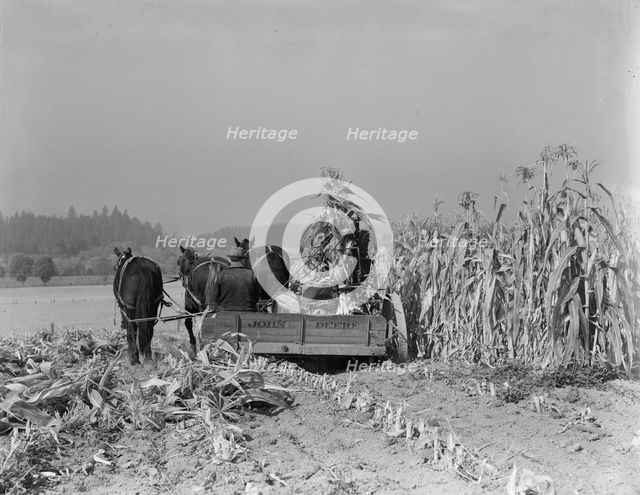 Cutting the corn on the Miller farm near West Carlton, Yamhill County, Oregon, 1939. Creator: Dorothea Lange.