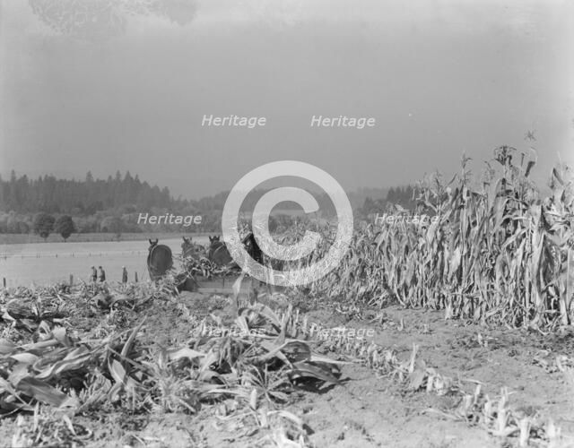 Cutting the corn on the Miller farm near West Carlton, Yamhill County, Oregon, 1939. Creator: Dorothea Lange.