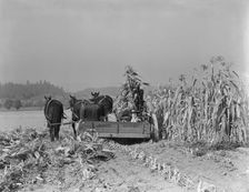Cutting the corn on the Miller farm near West Carlton, Yamhill County, Oregon, 1939. Creator: Dorothea Lange