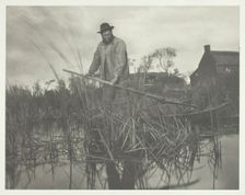 Cutting the Gladdon, 1886. Creator: Peter Henry Emerson