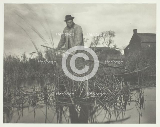 Cutting the Gladdon, 1886. Creator: Peter Henry Emerson.