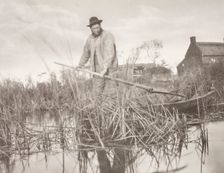 Cutting the Gladdon, 1886. Creator: Peter Henry Emerson