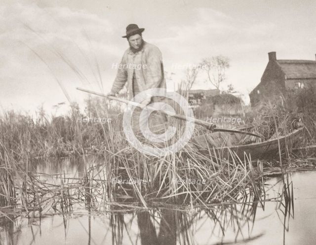 Cutting the Gladdon, 1886. Creator: Peter Henry Emerson.