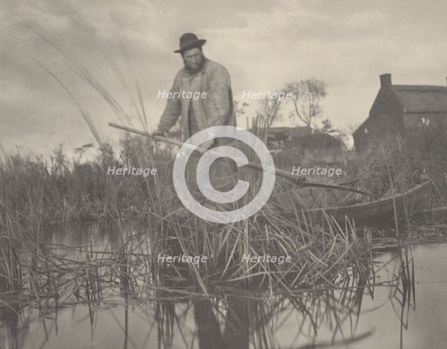 Cutting the Gladdon, 1886. Creators: Dr Peter Henry Emerson, Thomas Frederick Goodall.