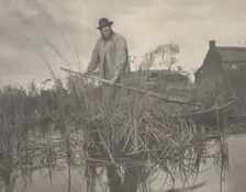 Cutting the Gladdon, 1886. Creators: Dr Peter Henry Emerson, Thomas Frederick Goodall