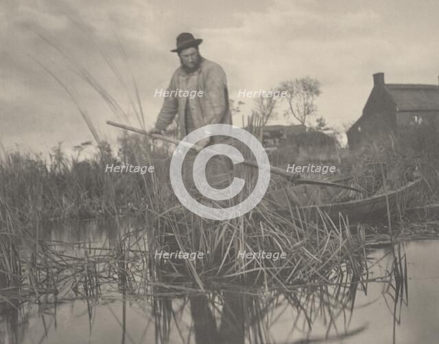 Cutting the Gladdon, 1886. Creators: Dr Peter Henry Emerson, Thomas Frederick Goodall.