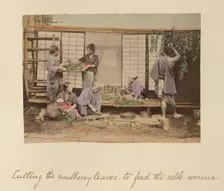 Cutting the Mulberry Leaves..., about 1873-1883. Creator: Shinichi Suzuki I